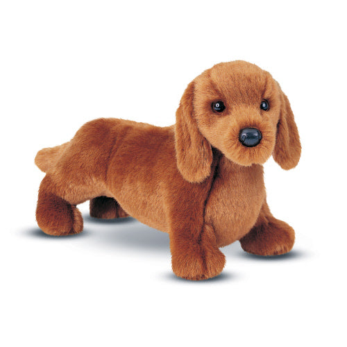 Dachshund